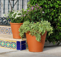 Rosa oxford cotta planter