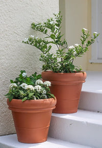 Rosa rolled pot