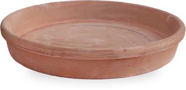 Rosa rolled saucer