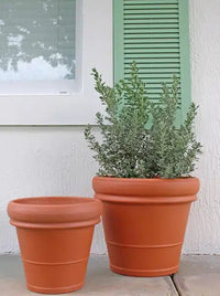 Rosa tuscan rolled pot
