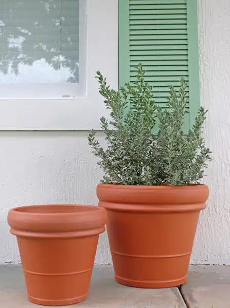 Rosa tuscan rolled pot