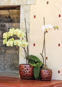 Sol flower orchid pot