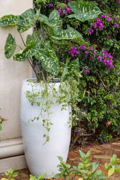 Sol tall egg pot