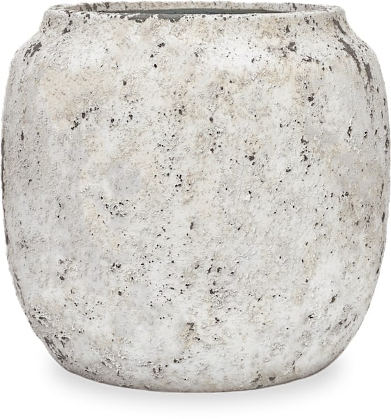 Vento konus planter
