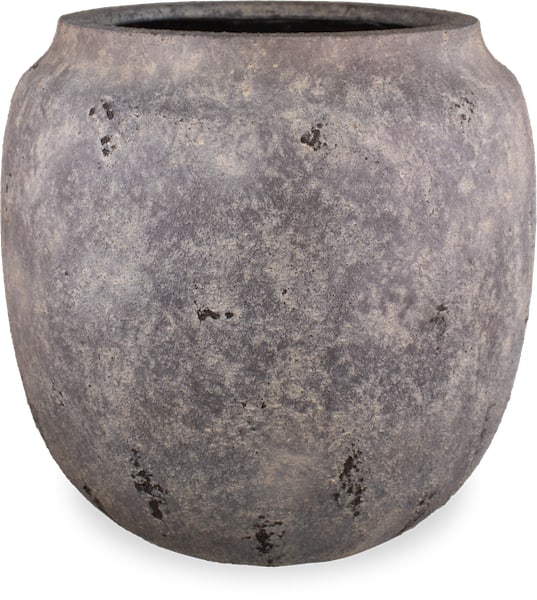Vento konus planter