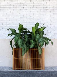 Yerba acacia rectangular planter